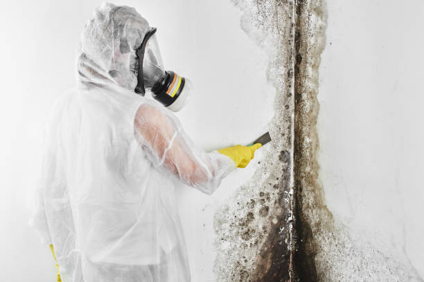 Best Bathroom Mold Remediation in West Modesto, CA