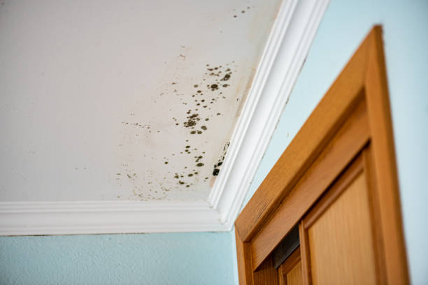 Best Basement Mold Remediation in West Modesto, CA