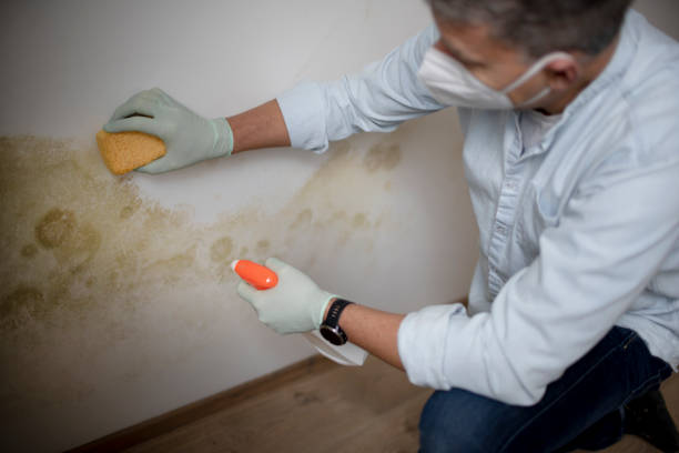 Best Black Mold Remediation in West Modesto, CA