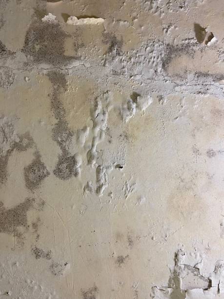 Best Attic Mold Remediation in West Modesto, CA