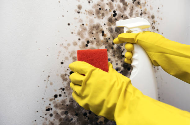 West Modesto, CA Mold Remediation Company