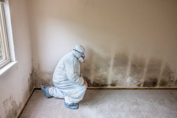 Best Post-Flood Mold Remediation in West Modesto, CA