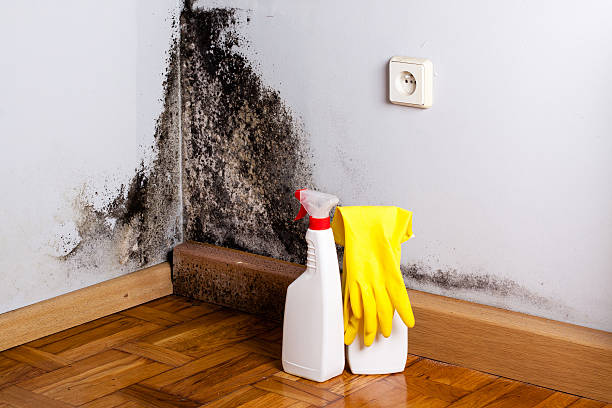 Best Preventive Mold Services in West Modesto, CA